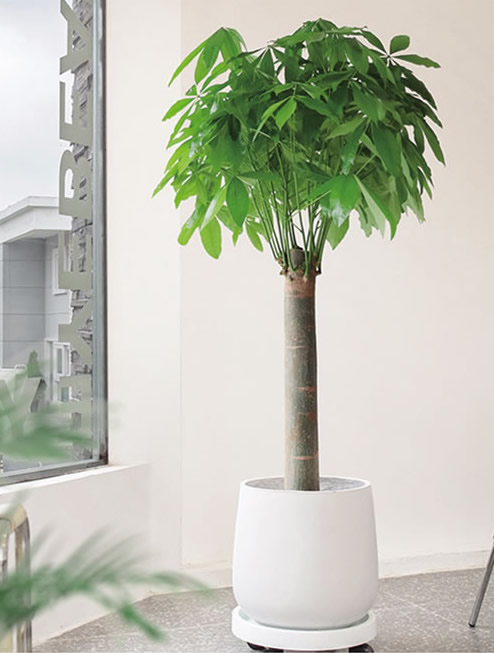 單桿發(fā)財(cái)樹(shù)